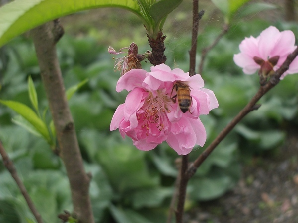 粉紅色杏花蜜蜂採花蜜