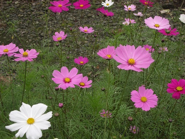 大波斯菊