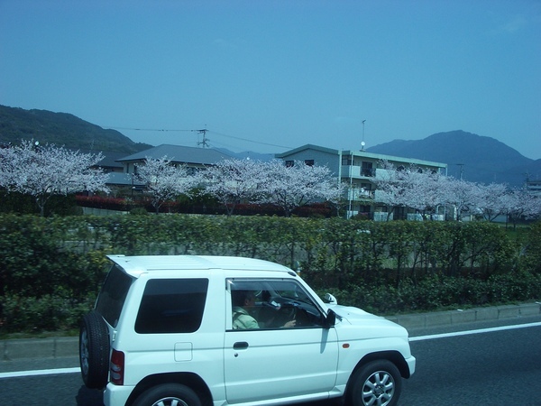 櫻花和小白車