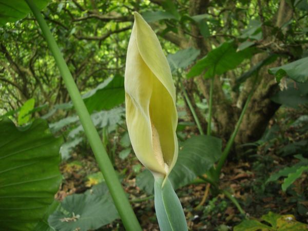 姑婆芋花