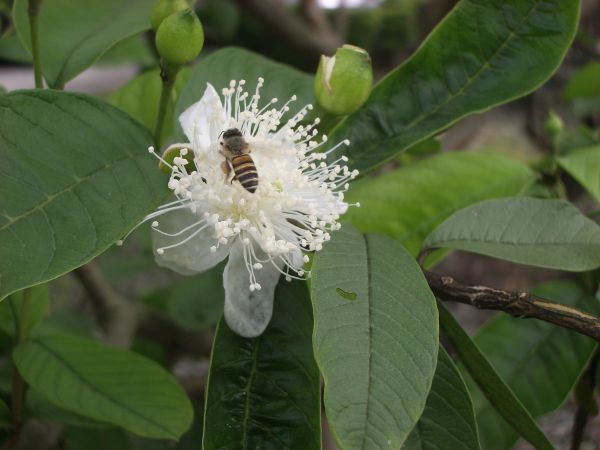 芭樂花