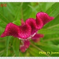 IMGP5794.JPG