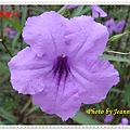 DSC00001.JPG