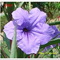 DSC01179-crop.JPG