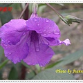 IMGP0020.JPG
