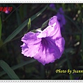 IMGP2495.JPG