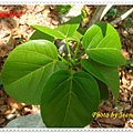 DSC00040.JPG