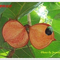 DSC01686-crop.JPG