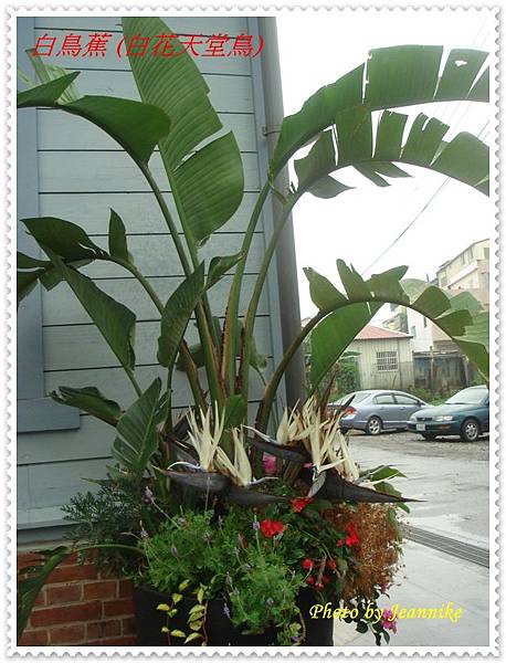 白鳥蕉 白花天堂鳥 Jeannike S Blog 痞客邦