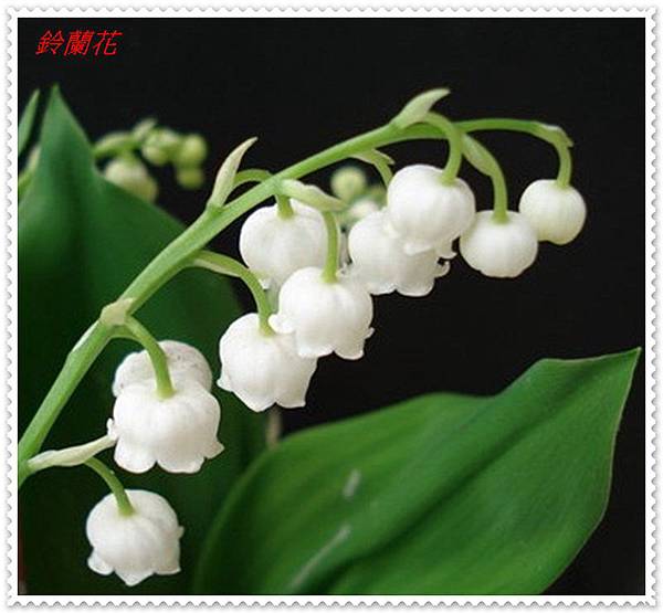 台灣馬醉木 鈴蘭花 Crop Jeannike的相簿 痞客邦 台灣馬醉木 鈴蘭花 Crop Jeannike的相簿 痞客邦
