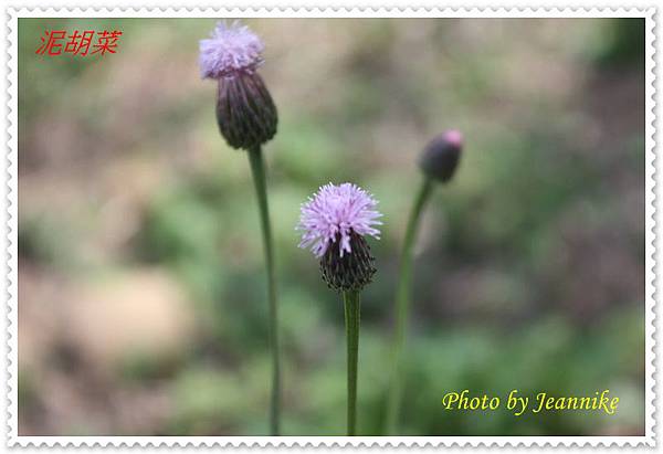 IMG_1802 IMG_1802