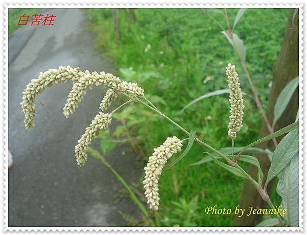 DSC00019 DSC00019