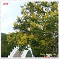 DSC00697-crop.JPG