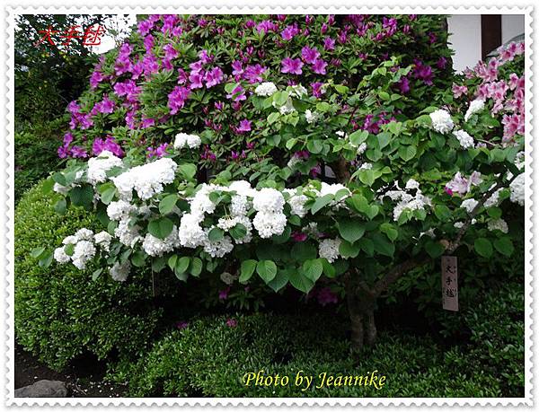 日本 潔白如雪的大手毬おおでまり Jeannike S Blog 痞客邦