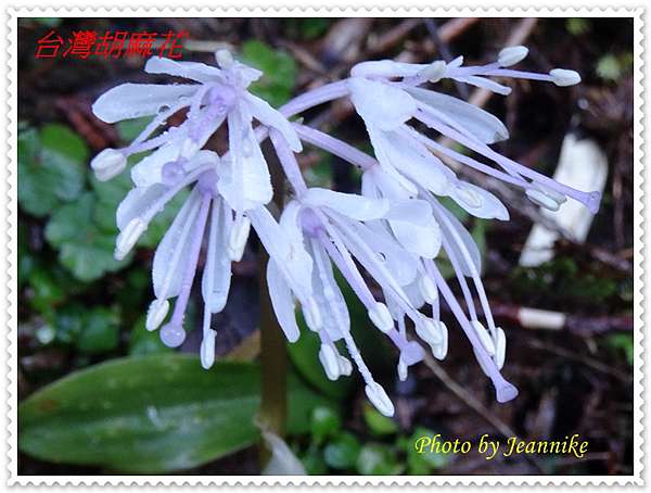 野花系列 六十 台灣胡麻花 Jeannike S Blog 痞客邦