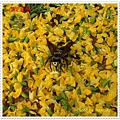 DSC00163-crop.JPG