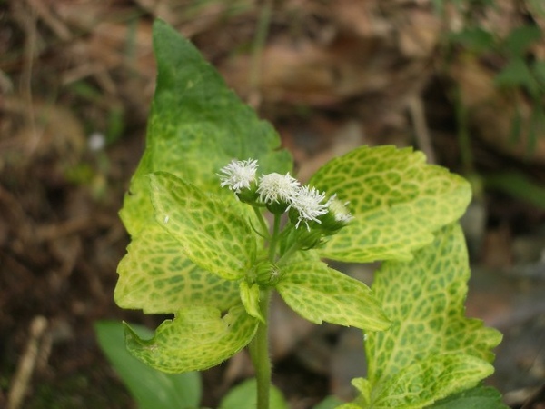 野花系列 四 藿香薊 Jeannike S Blog 痞客邦