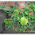 DSC00688.JPG