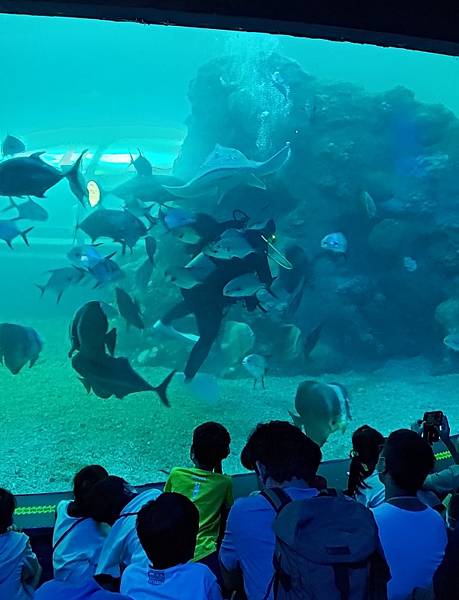 2023暑假─澎湖五天四夜Day3：澎湖水族館