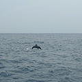 賞鯨的海豚