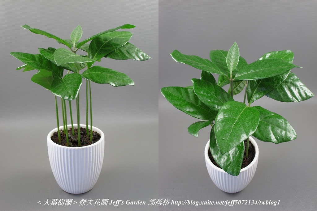 08 大葉樹蘭 種植記錄 2022.04.13 花時間分享.jpg - 種子盆栽種植過程 13