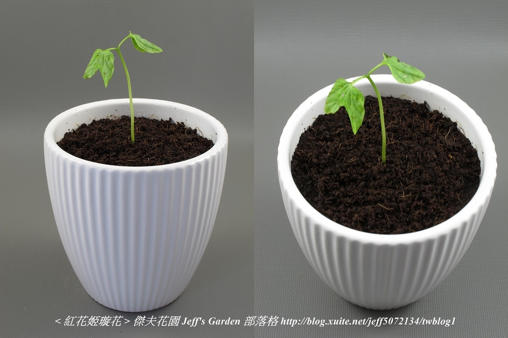 07 紅花姬璇花 種植記錄 2022.05.26 花時間分享.jpg - 種子盆栽種植過程 13