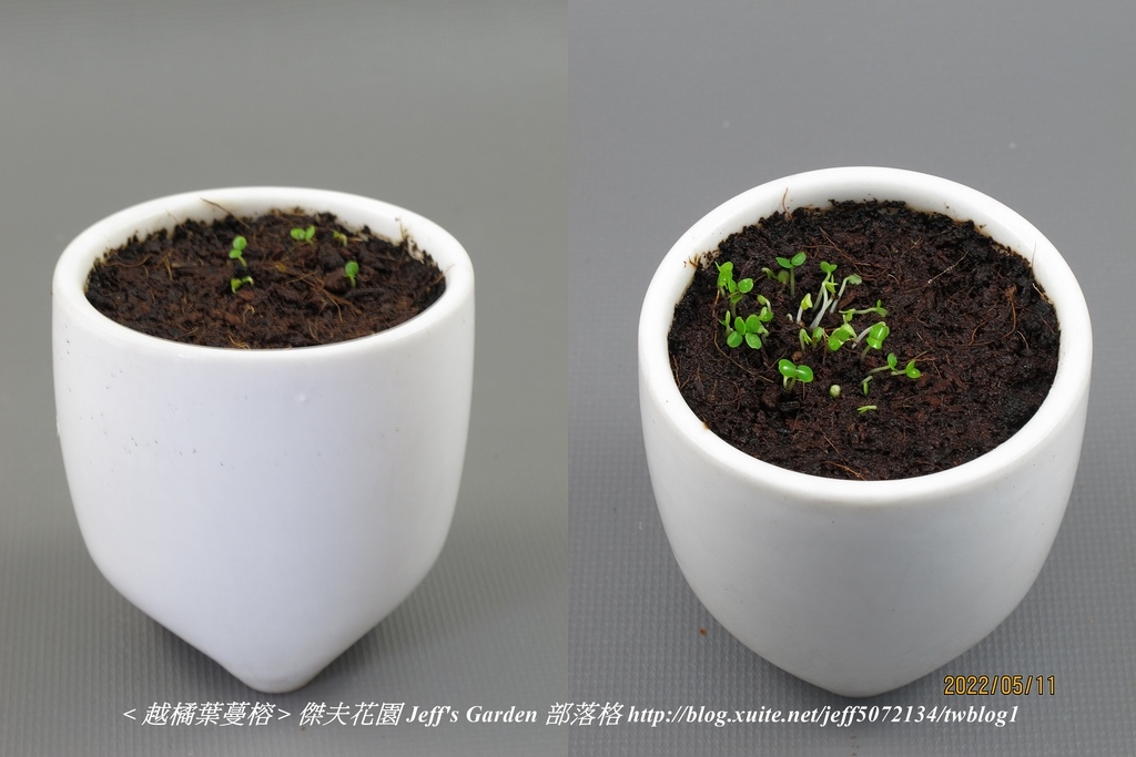 03 越橘葉蔓榕 種植記錄 2022.04.13 花時間分享.jpg - 種子盆栽種植過程 13