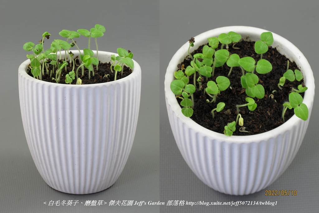 04 白毛冬葵子、磨盤草 種植記錄 2022.04.13 花時間分享.jpg - 種子盆栽種植過程 13