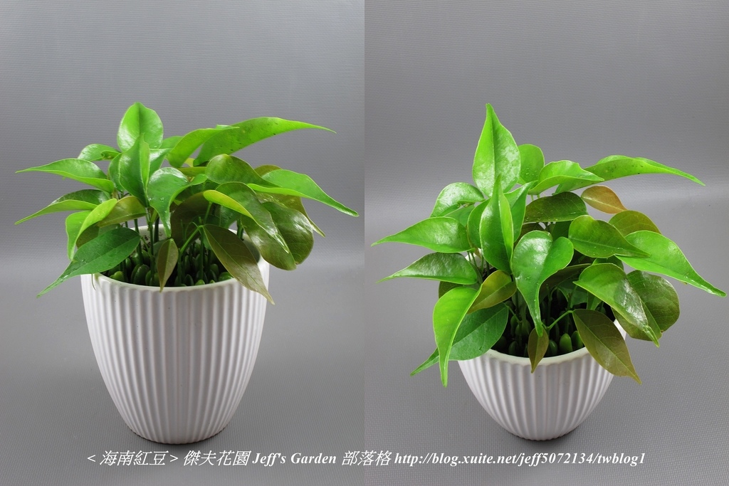 06 海南紅豆 種植記錄 2021.12.24 花時間分享.jpg - 種子盆栽種植過程 13