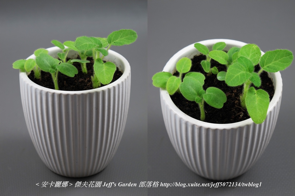 05 安卡麗娜 種植記錄 2021.08.12 花時間分享.jpg - 種子盆栽種植過程 13