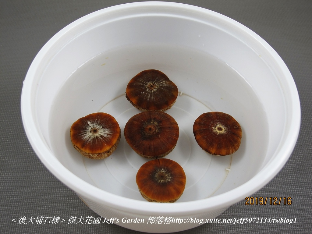 02 後大埔石櫟 種植記錄 2019.12.16 陳麗琴 分享.jpg - 種子盆栽種植過程 13