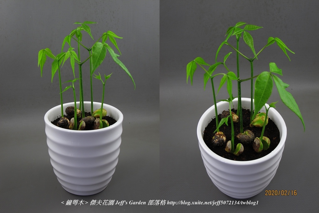 07 鐘萼木  種植記錄 2019.10.23 周萍鈴分享.jpg - 種子盆栽種植過程 12