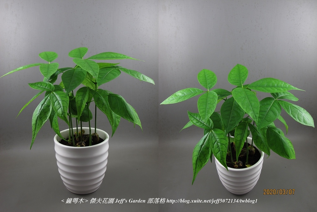 08 鐘萼木  種植記錄 2019.10.23 周萍鈴分享.jpg - 種子盆栽種植過程 12