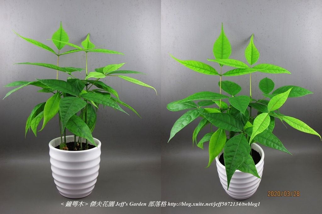 09 鐘萼木  種植記錄 2019.10.23 周萍鈴分享.jpg - 種子盆栽種植過程 12