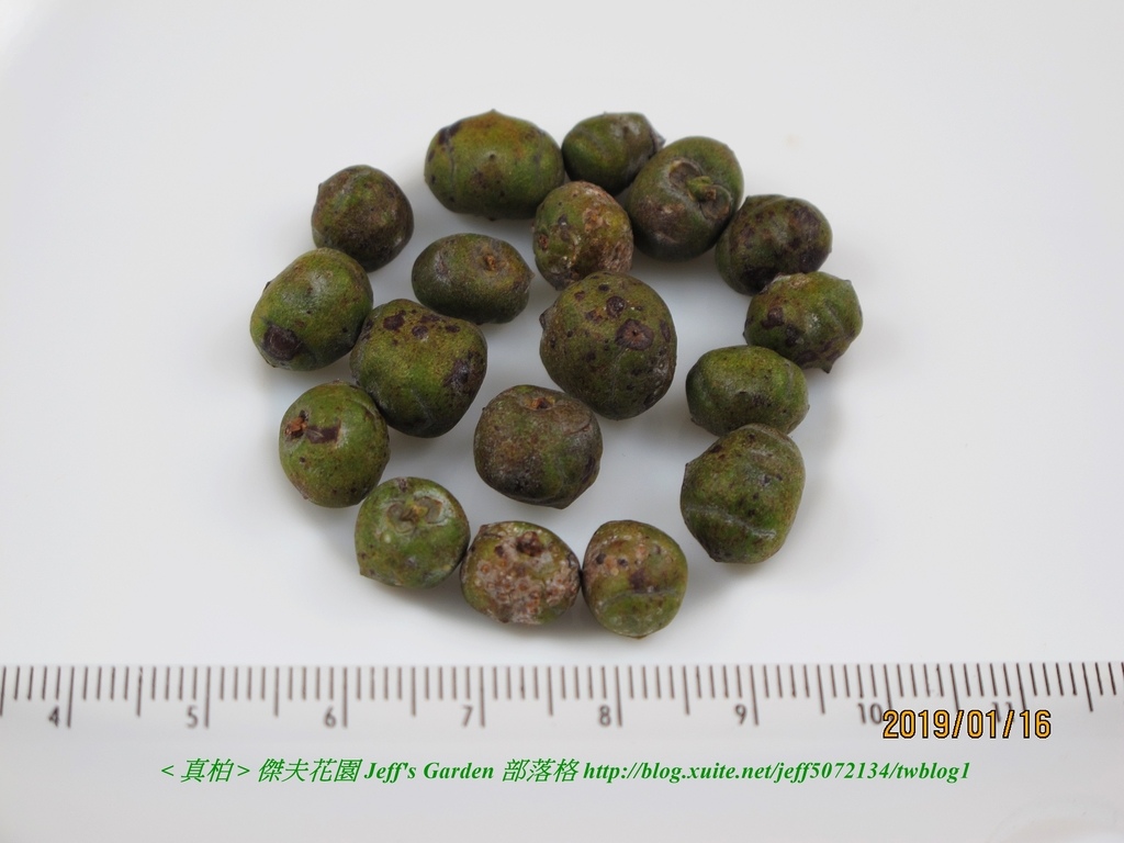 01 真柏 種植記錄 2019.01.16 陳麗琴分享.jpg - 種子盆栽種植過程 12