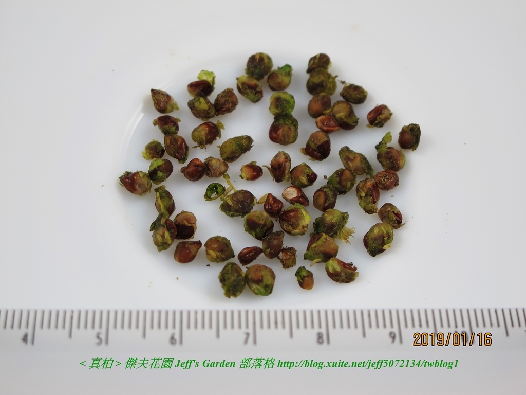 02 真柏 種植記錄 2019.01.16 陳麗琴分享.jpg - 種子盆栽種植過程 12