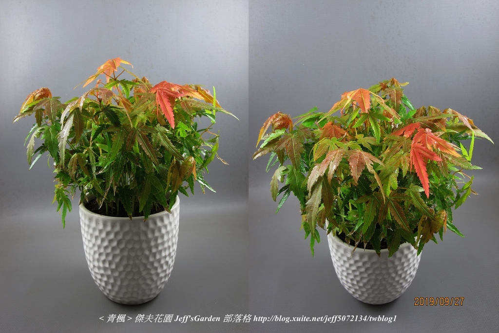 10 青楓 種植記錄 2018.12.05 httpkplant.biodiv.tw%E9%9D%92%E6%A5%93%E9%9D%92%E6%A5%93.htm.jpg - 種子盆栽種植過程 12