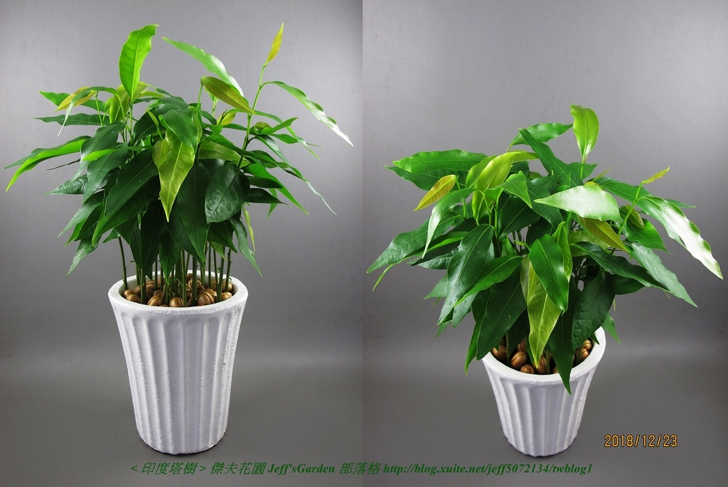 09 印度塔樹 種植記錄 2018.09.27 黃葵蘭分享.jpg - 種子盆栽種植過程 12