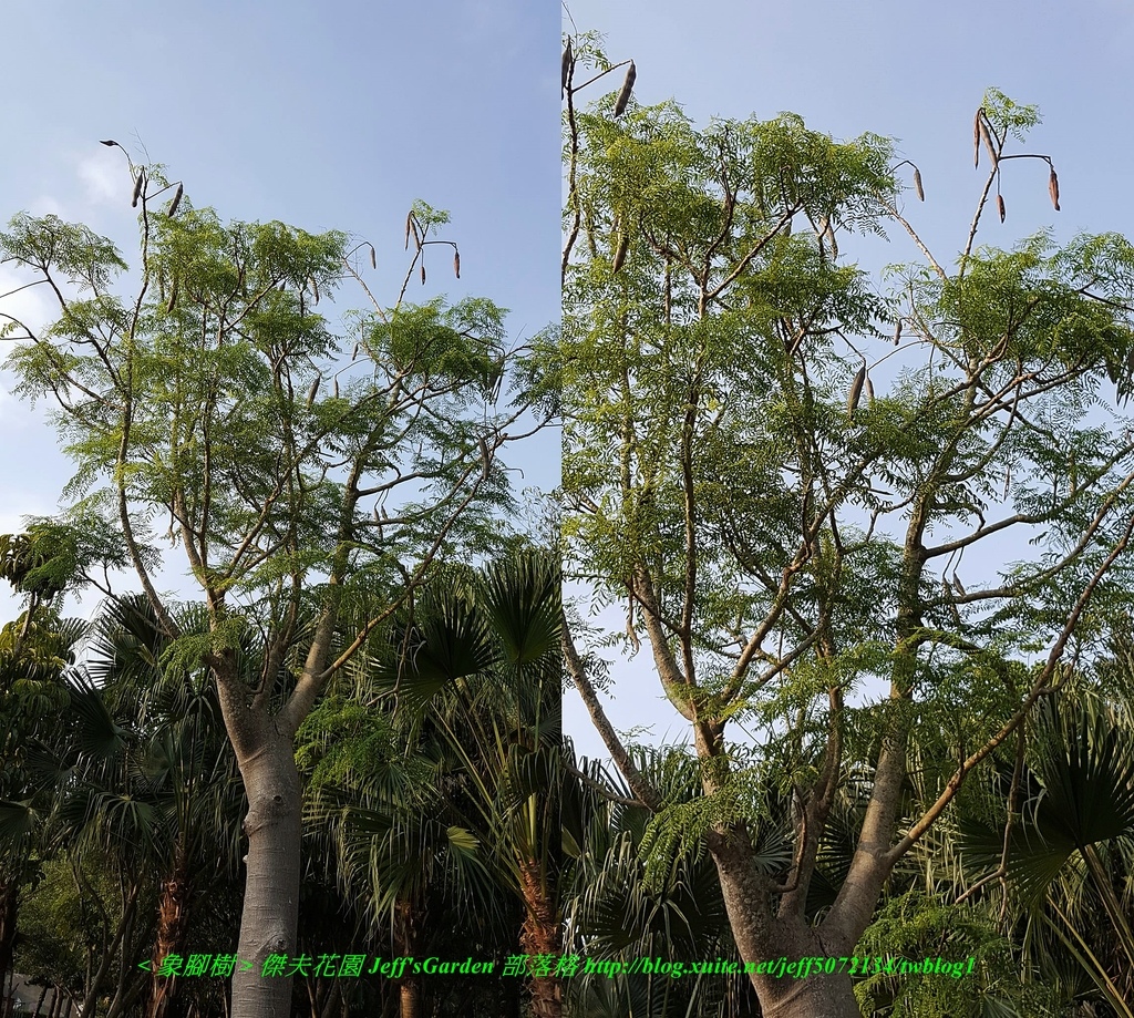 01 象腳樹 種植記錄 2018.06.06 沈盈盈 分享.jpg - 種子盆栽種植過程 12