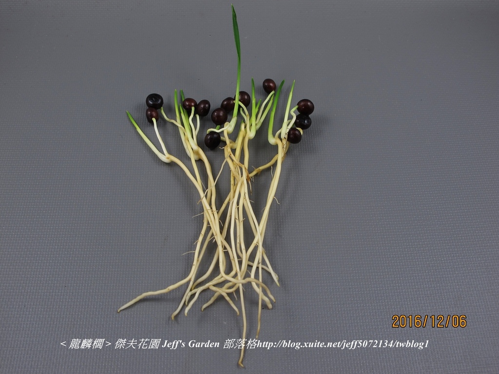 06 龍麟櫚 種植記錄 2016.10.08.jpg - 種子盆栽種植過程 11