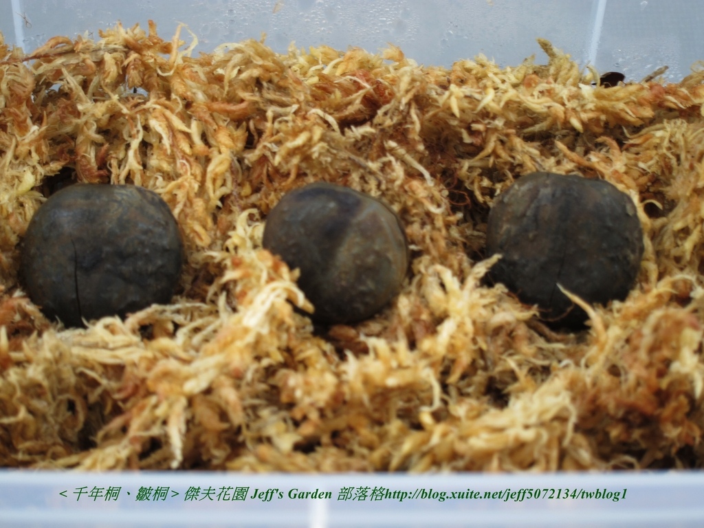 06 千年桐(皺桐) 破殼法 & 塑型種植記錄 2016.11.21 Amy Ting分享.jpg - 種子盆栽種植過程 11