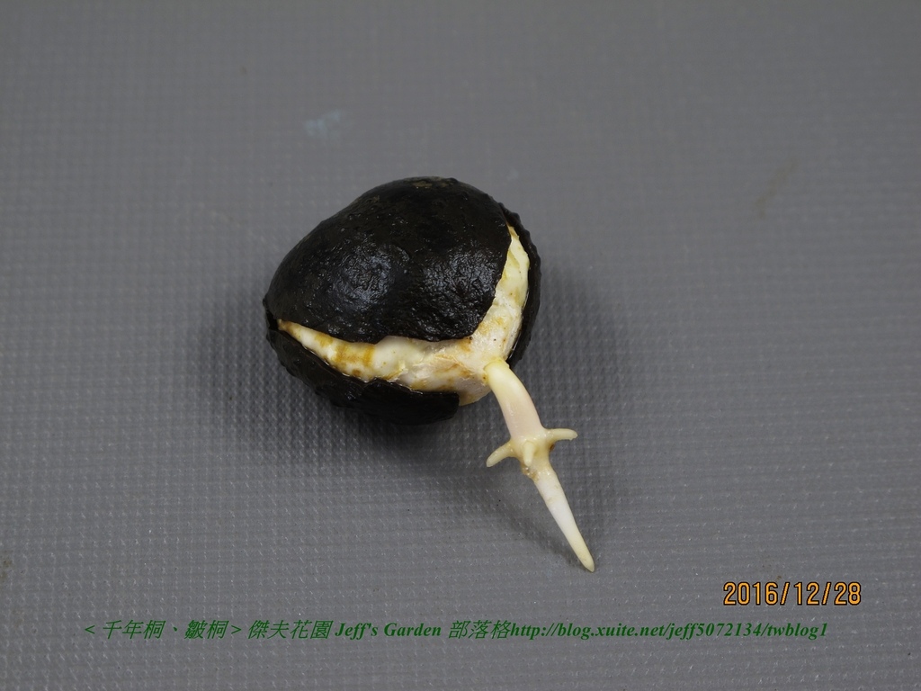 07 千年桐(皺桐) 破殼法 & 塑型種植記錄 2016.11.21 Amy Ting分享.jpg - 種子盆栽種植過程 11