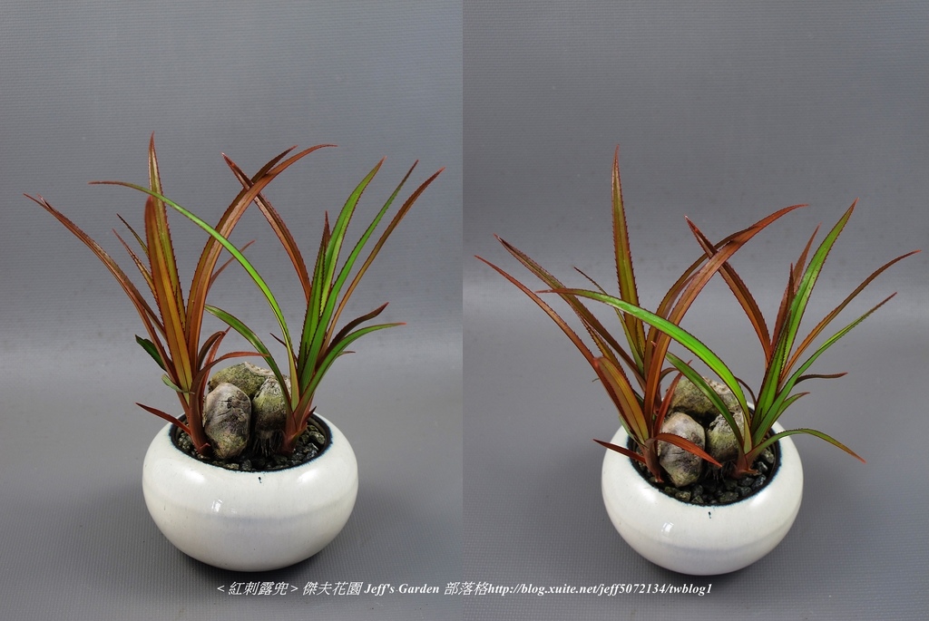 09 紅刺露兜 種植記錄 2012.10.03.jpg - 種子盆栽種植過程 10