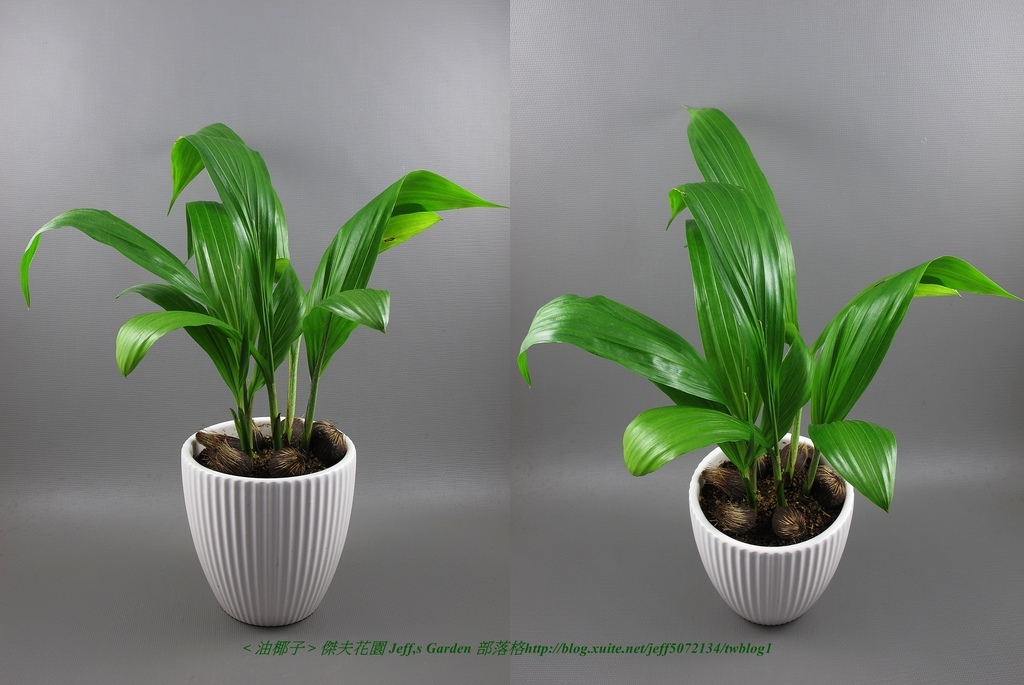 08 油椰子  種植記錄 2015.12.15 江玉雲分享.jpg - 種子盆栽種植過程 10