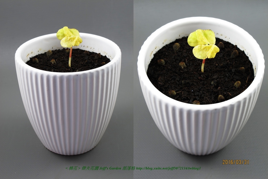 04 棉花 種植記錄 2016.03.14 張曼莉分享.jpg - 種子盆栽種植過程 09