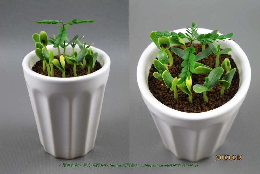 04 恆春皂莢 種植記錄 2016.07.28 Jojo Lin分享.jpg - 種子盆栽種植過程 09
