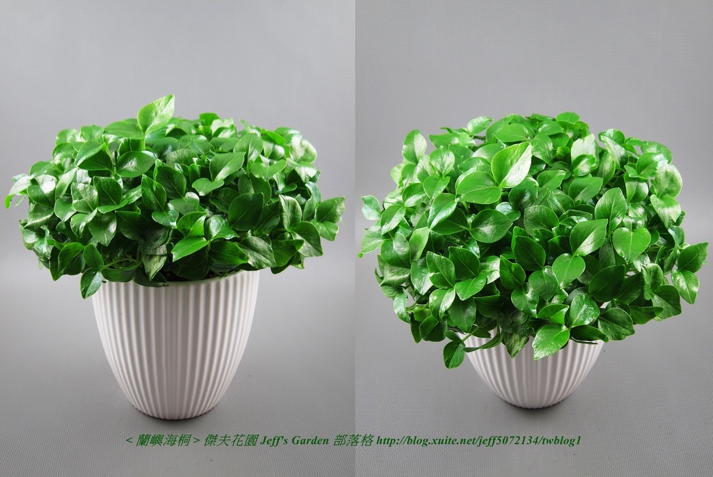 11 蘭嶼海桐 種植記錄 2015.12.01 高美蓉分享.jpg - 種子盆栽種植過程 08