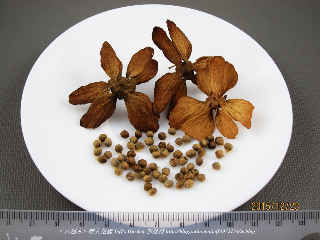 01 六翅木  種植記錄 2015.12.23 Jojo Lin分享.jpg - 種子盆栽種植過程 08