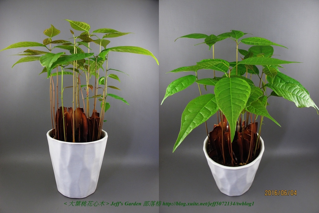 06 大葉桃花心木 種植記錄 2015.02.23 李雪分享.jpg - 種子盆栽種植過程 08