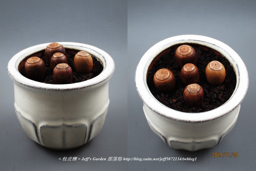 02 栓皮櫟 種植記錄 2015.11.20 豆寶寶分享.jpg - 種子盆栽種植過程 07